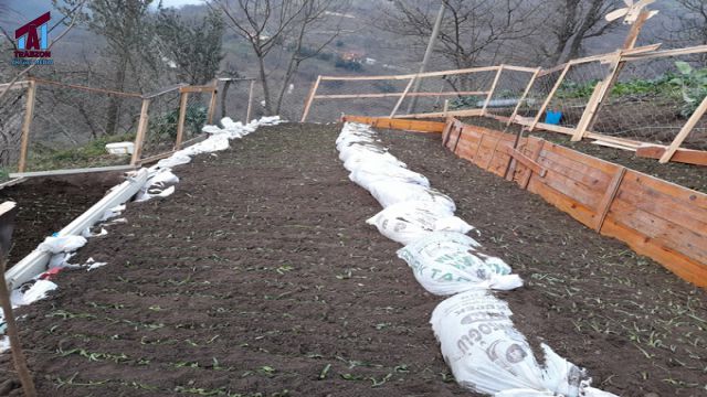 TRABZON'DA BİR İLK ŞALPAZARI'NDA SALEP ÜRETİMİNE BAŞLANDI…